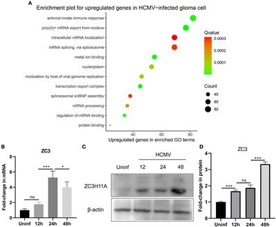 Analysis of the mRNA export protein ZC3H11A in HCMV infection and pan-cancer